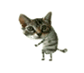 :cat: